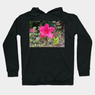 Pink Flower in Meadow 1 Hoodie